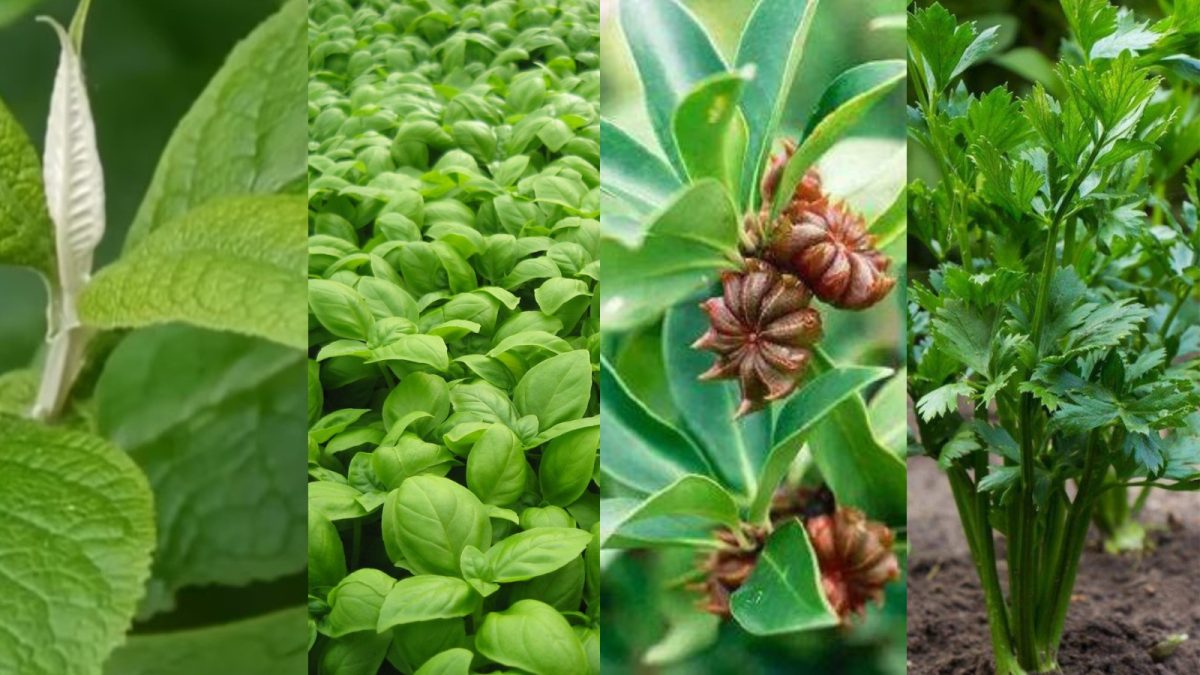 Web sobre Medicina Natural – Los Milagros de la Medicina Natural