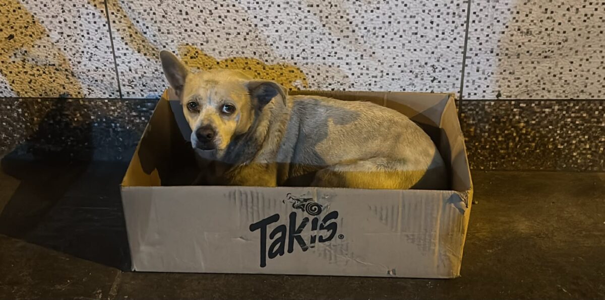 Web sobre Animales en situación de abandono y vulnerabilidad – Huella Vecina