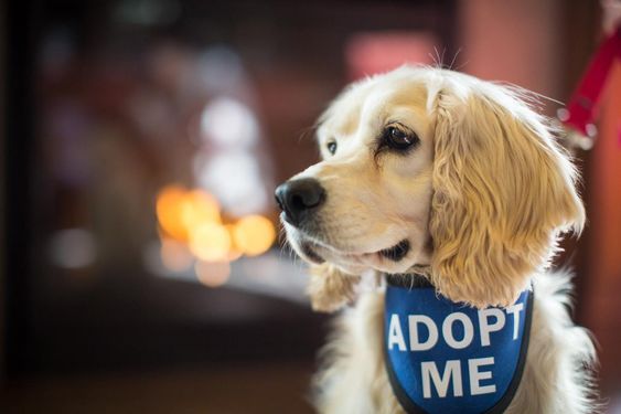 Web sobre adopción de perros – Adoptando Patitas