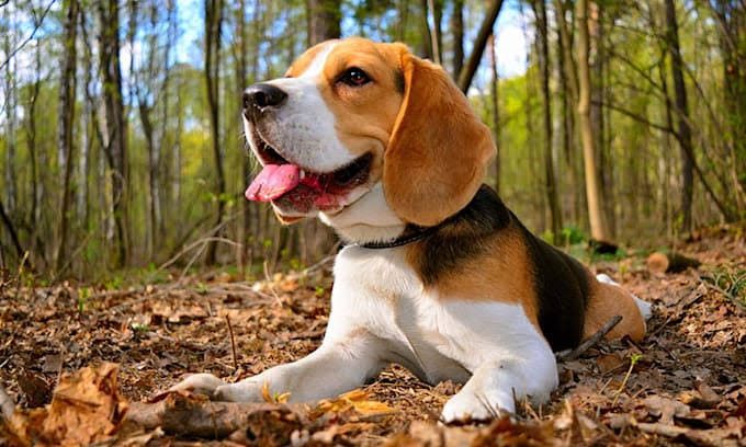 Web sobre Beagles – Mi Pata el Beagle