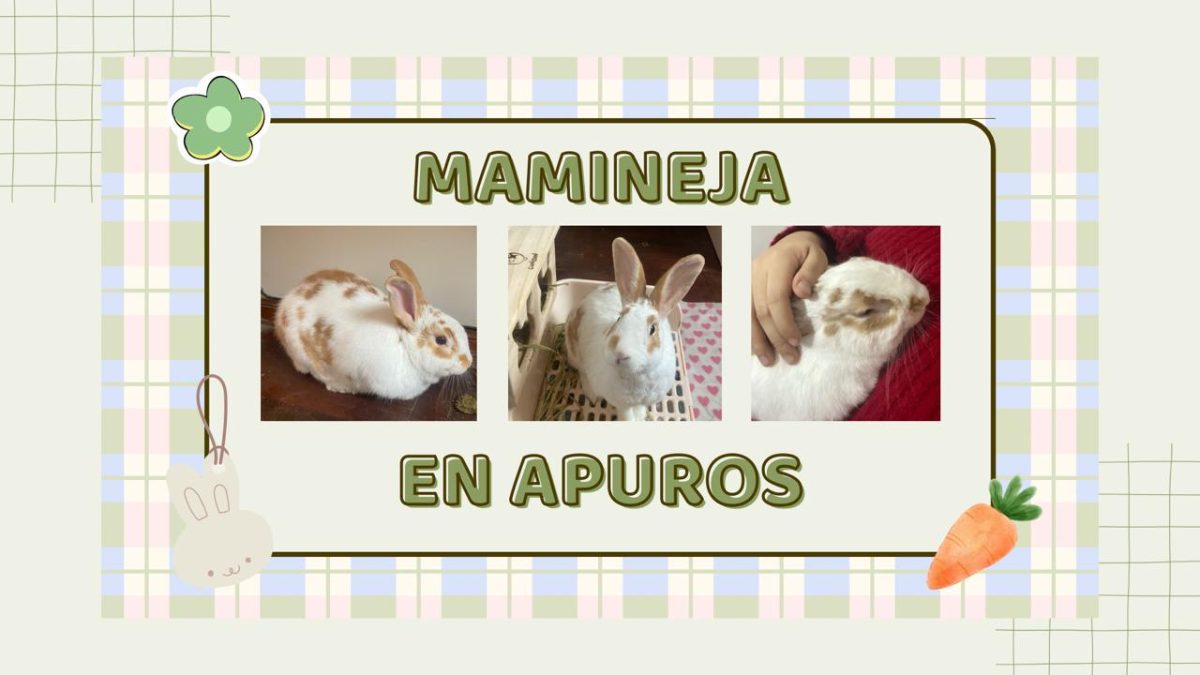 Web sobre Cuidados de Conejitos – Mamineja en apuros