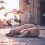 Web sobre adopción de perros – Adogtame