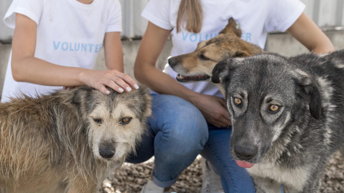 Web sobre conciencia animal – Huellitas con Historia